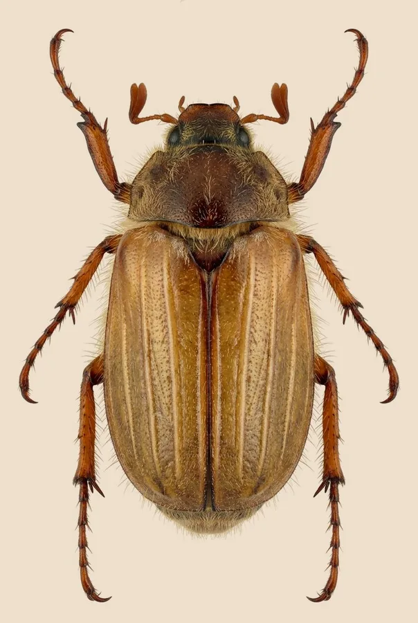 Summer chafer, Amphimallon solstitiale, plate