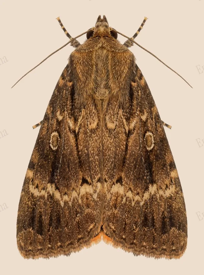 Copper underwing, Amphipyra pyramidea, plate