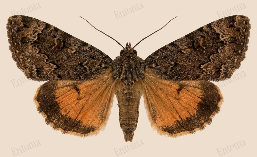 Amphipyra pyramidoides, Amphipyra pyramidoides, planche
