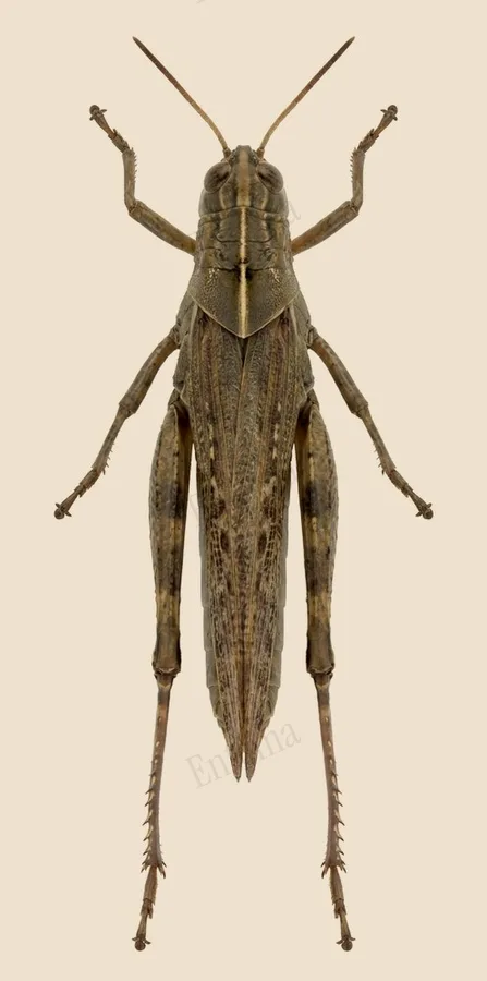 Egyptian bird grasshopper, Anacridium aegyptium, plate