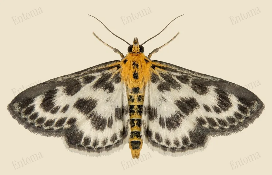 Small magpie, Anania hortulata, plate