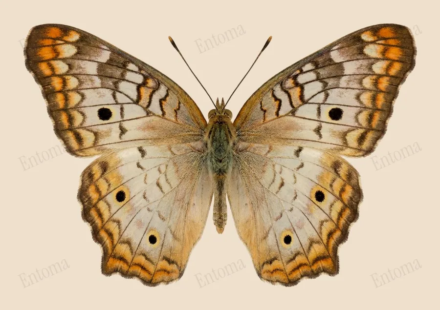 Anartia jatrophae, Anartia jatrophae, levha