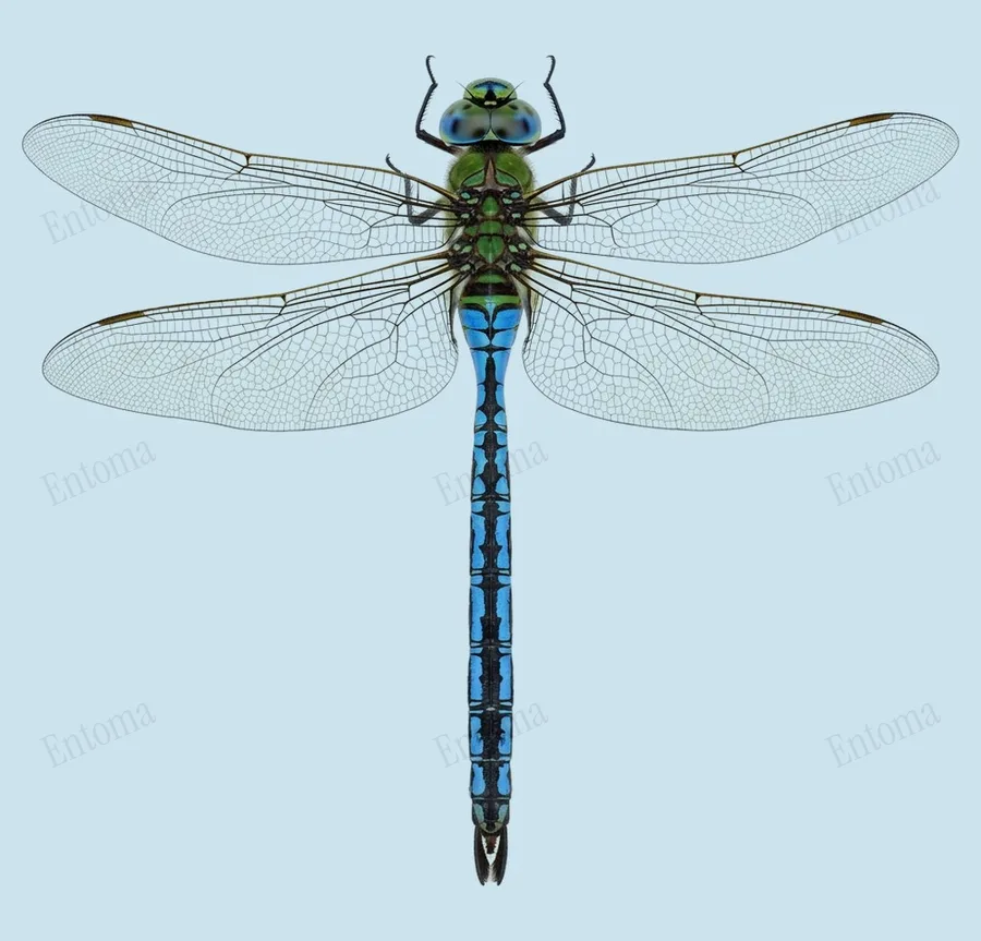 Emperor dragonfly, Anax imperator, plate