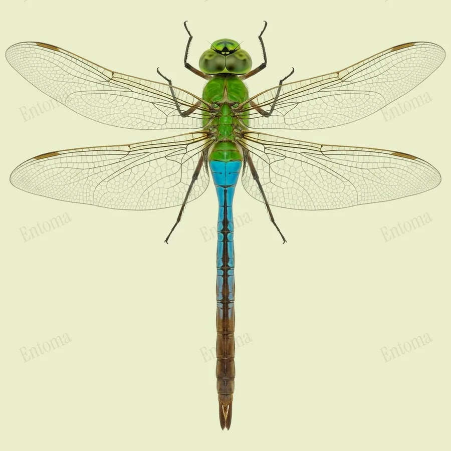 Common green darner, Anax junius, plate
