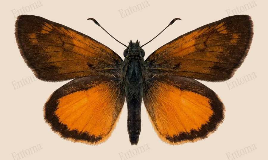 Least skipper, Ancyloxypha numitor, plate