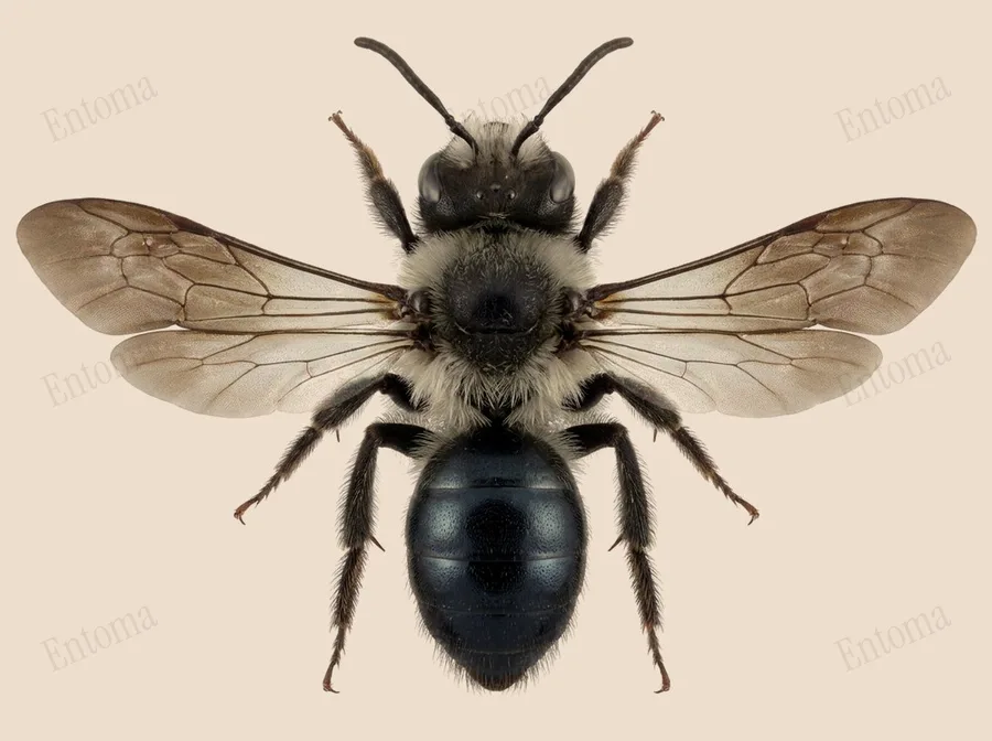 Ashy mining bee, Andrena cineraria, plate