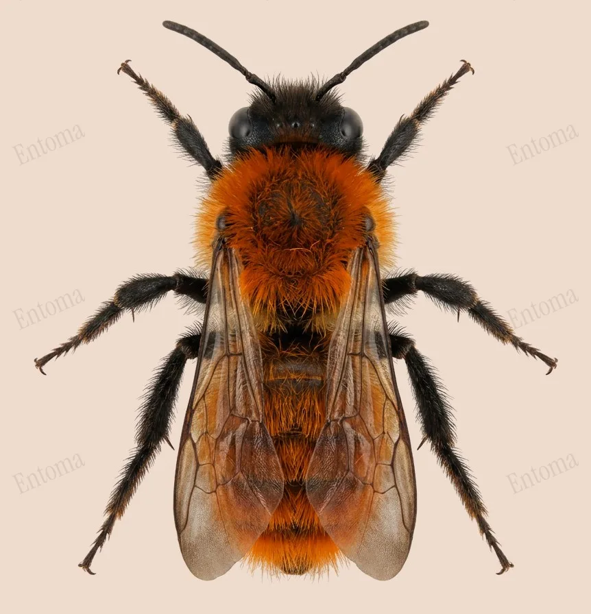 Tawny mining bee, Andrena fulva, plate