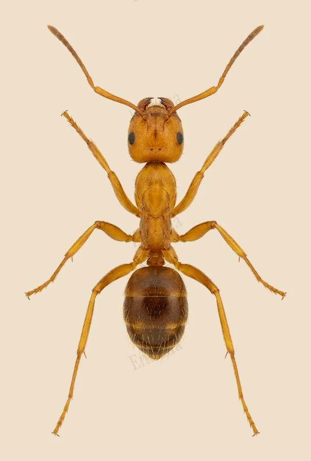 Formica pazza gialla, Anoplolepis gracilipes, tavola