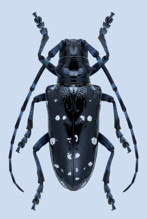 알락하늘소(Anoplophora chinensis) 도판