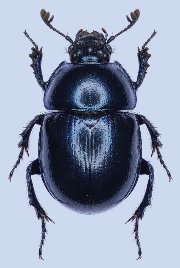 Woodland dor beetle, Anoplotrupes stercorosus, plate