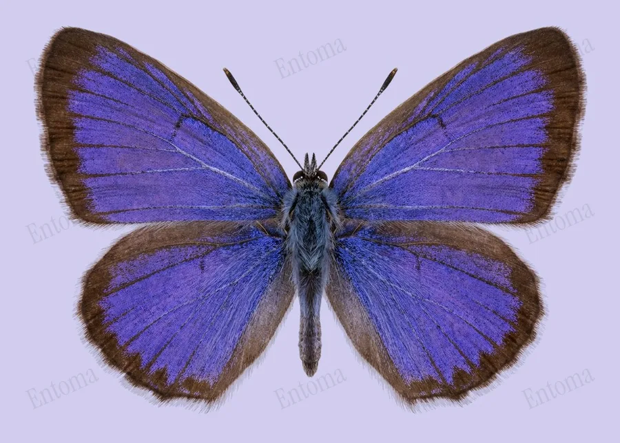 Anthene emolus(Anthene emolus) 도판