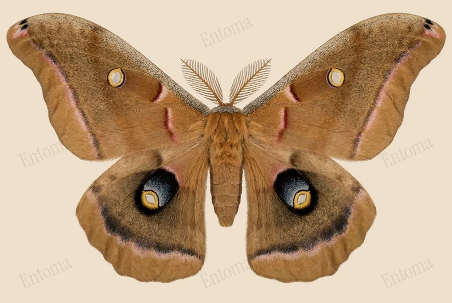 Polyphemus moth, Antheraea polyphemus, plate