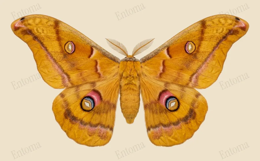 Antheraea yamamai, Antheraea yamamai, levha