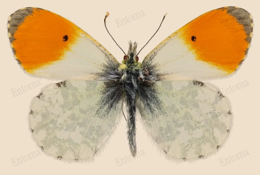 Orange-tip, Anthocharis cardamines, plate