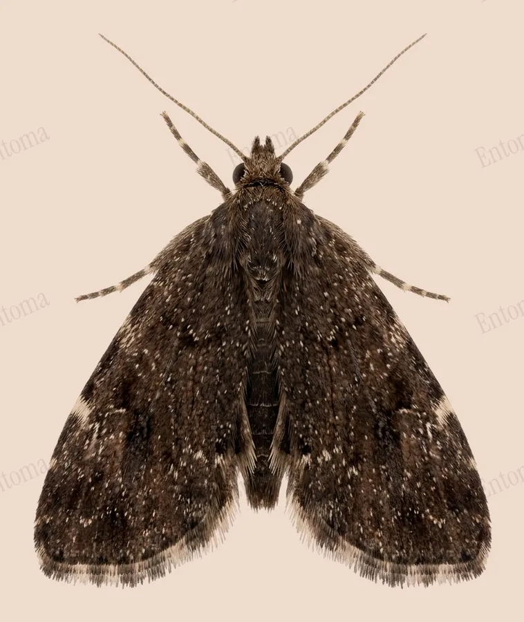 Common nettle-tap, Anthophila fabriciana, plate