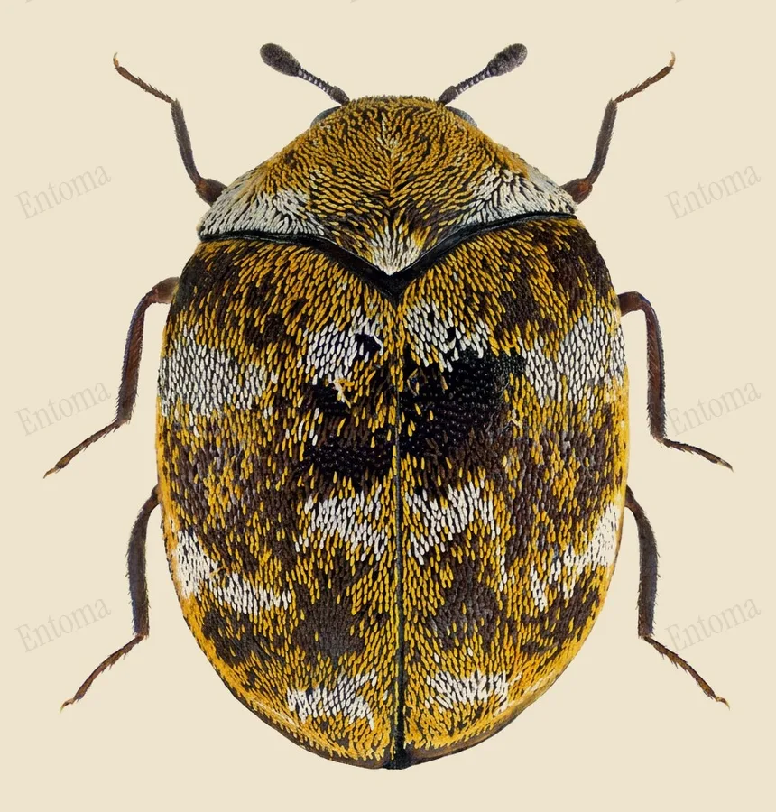 Varied carpet beetle, Anthrenus verbasci, plate