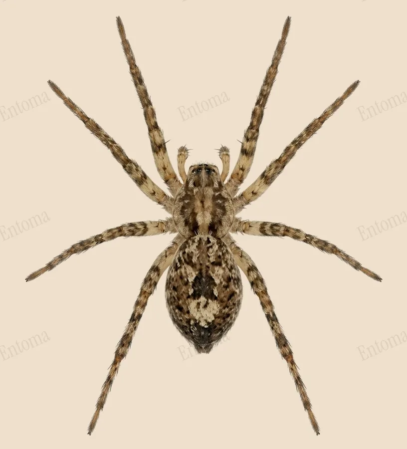 Anyphaena accentuata（Anyphaena accentuata）の図版