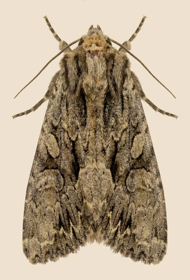Dark arches, Apamea monoglypha, plate