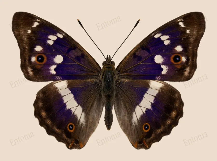 Lesser purple emperor, Apatura ilia, plate