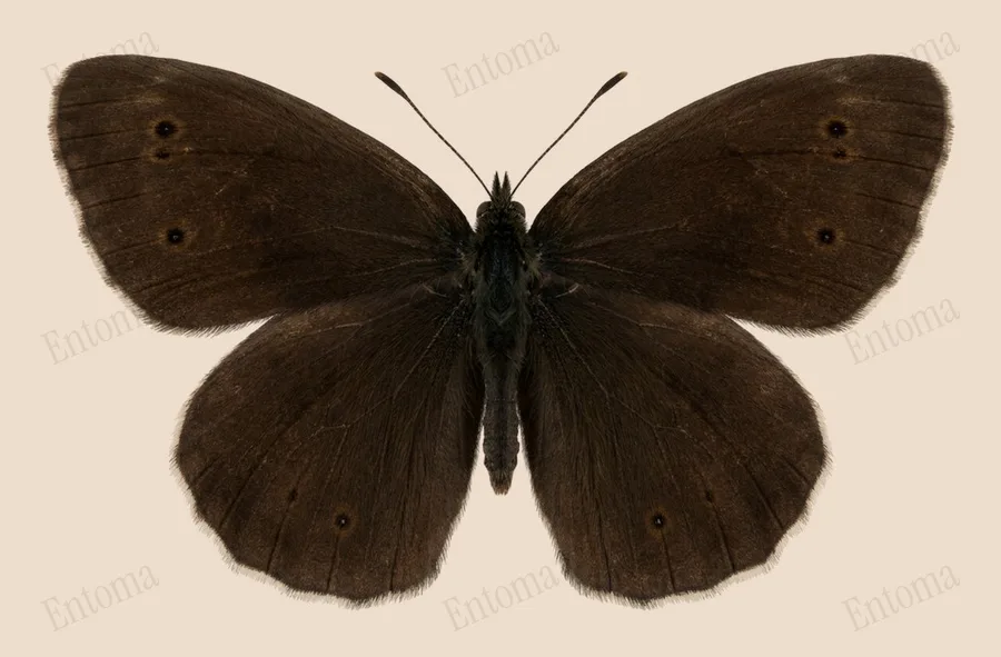 Ringlet, Aphantopus hyperantus, plate