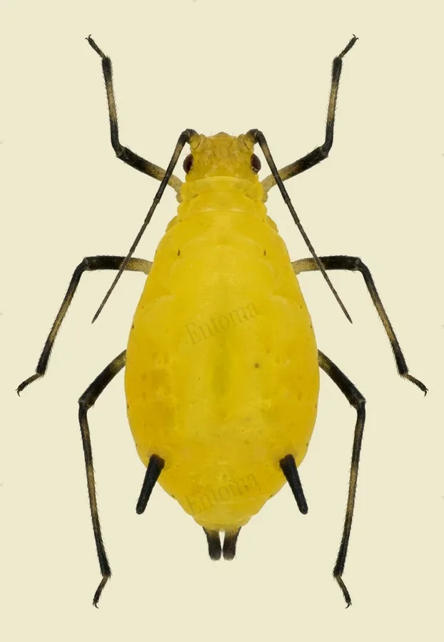 Oleander aphid, Aphis nerii, plate