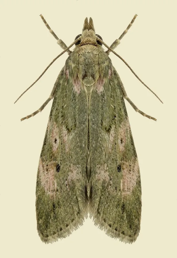 Bee moth, Aphomia sociella, plate