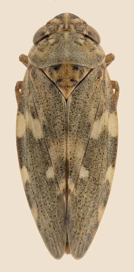 Alder spittlebug, Aphrophora alni, plate