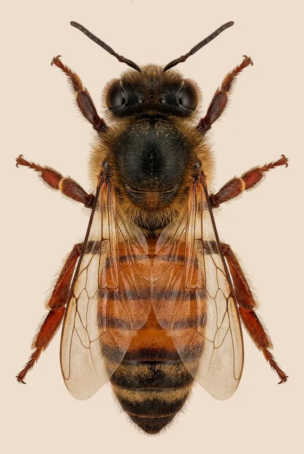 Aziatische honingbij, Apis cerana, plaat