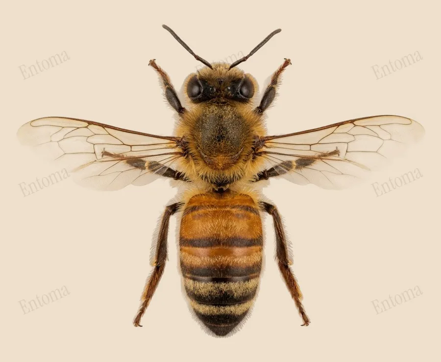 Honingbij, Apis mellifera, plaat