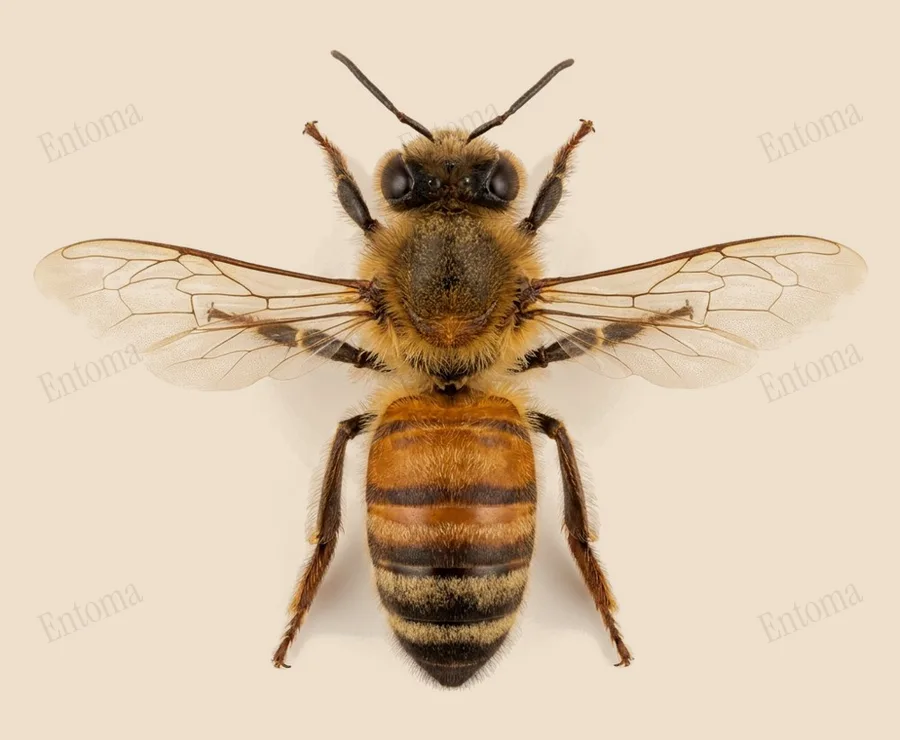 Western honey bee, Apis mellifera, plate