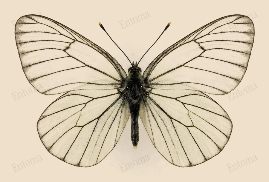 Black-veined white, Aporia crataegi, plate