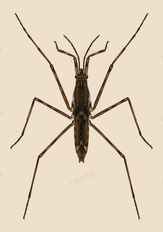 Aquarius remigis, Aquarius remigis, tavola