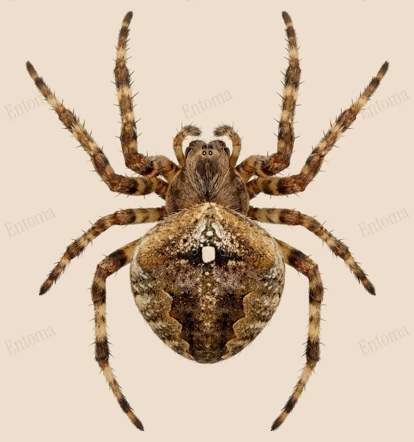 Schouderkruisspin, Araneus angulatus, plaat