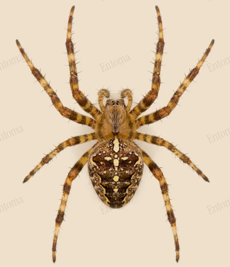 Araneus diadematus, Araneus diadematus, levha