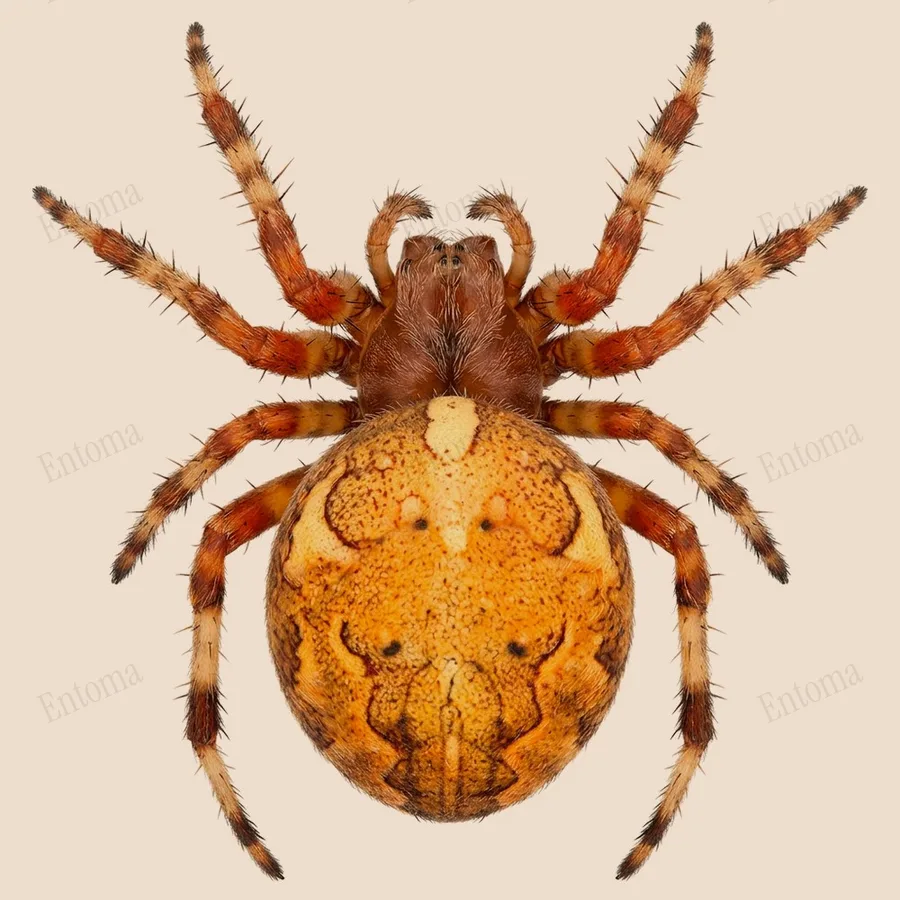Araneus marmoreus, Araneus marmoreus, lámina