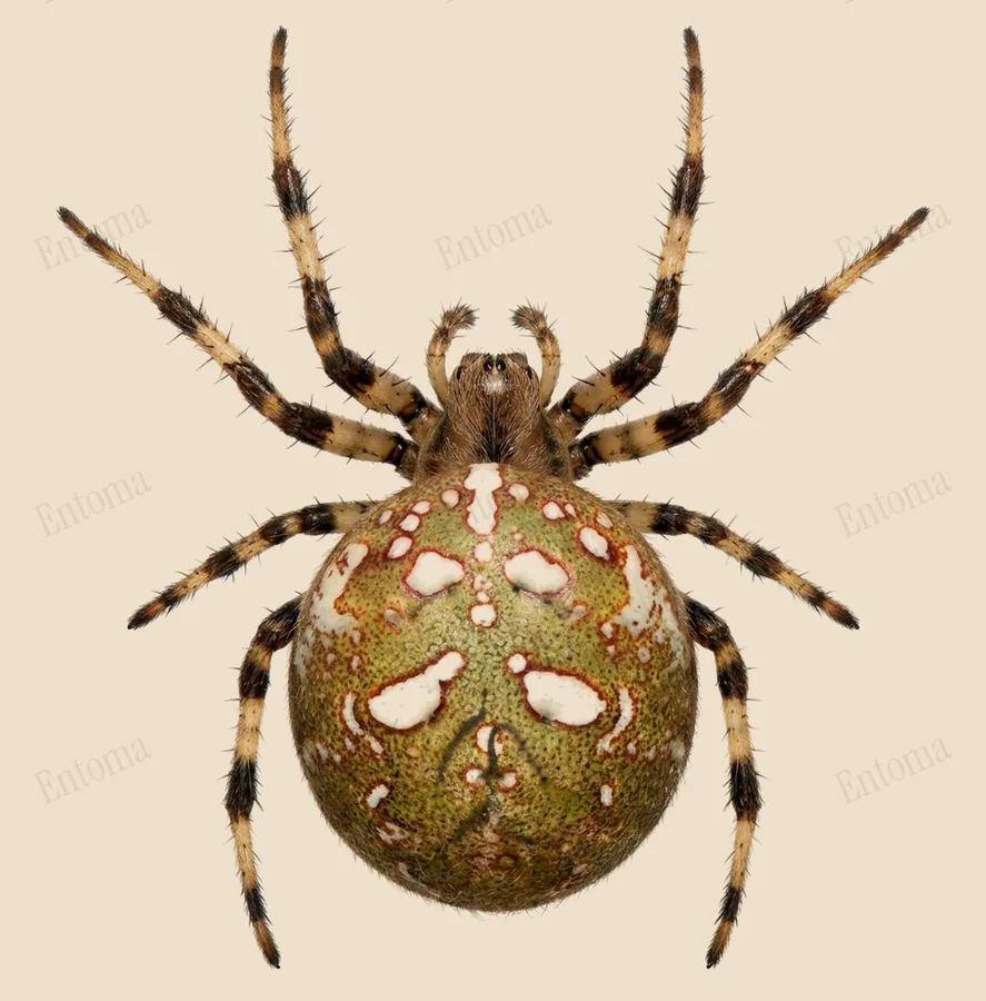 Viervlekwielwebspin, Araneus quadratus, plaat