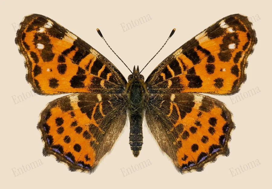 Map, Araschnia levana, plate