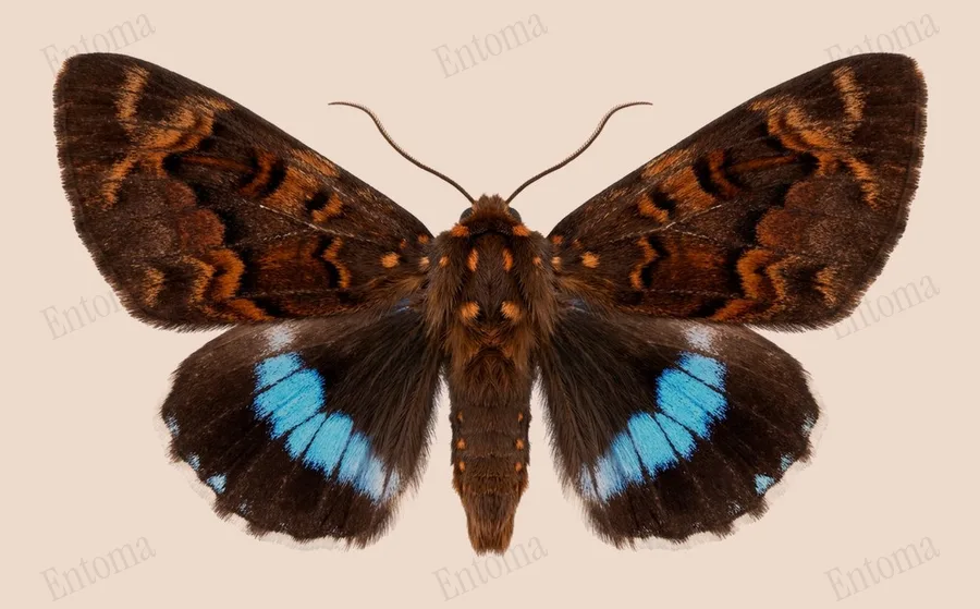 Arcte coerula(Arcte coerula) 도판