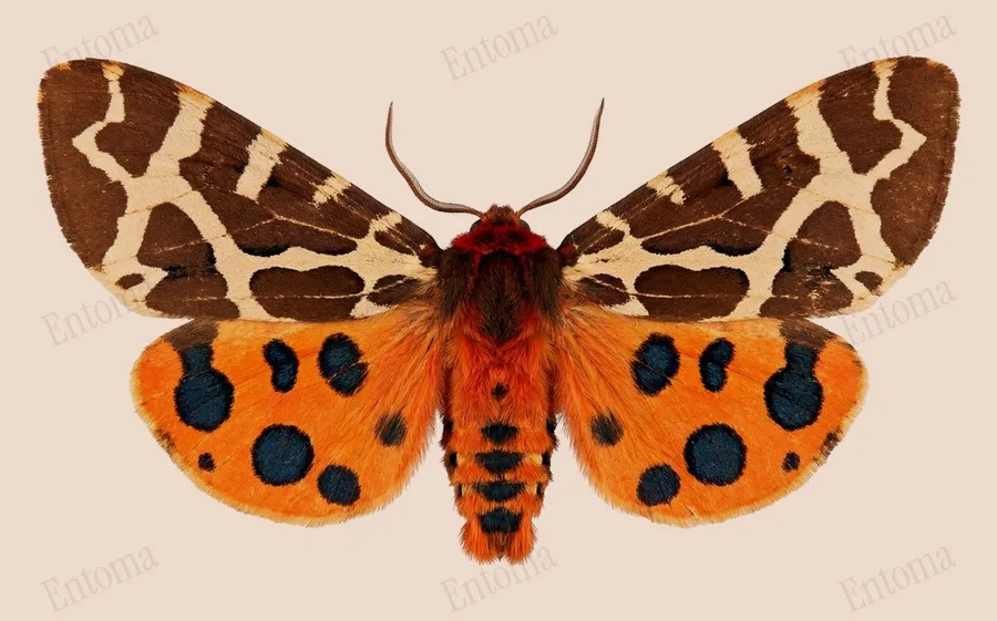 Garden tiger, Arctia caja, plate