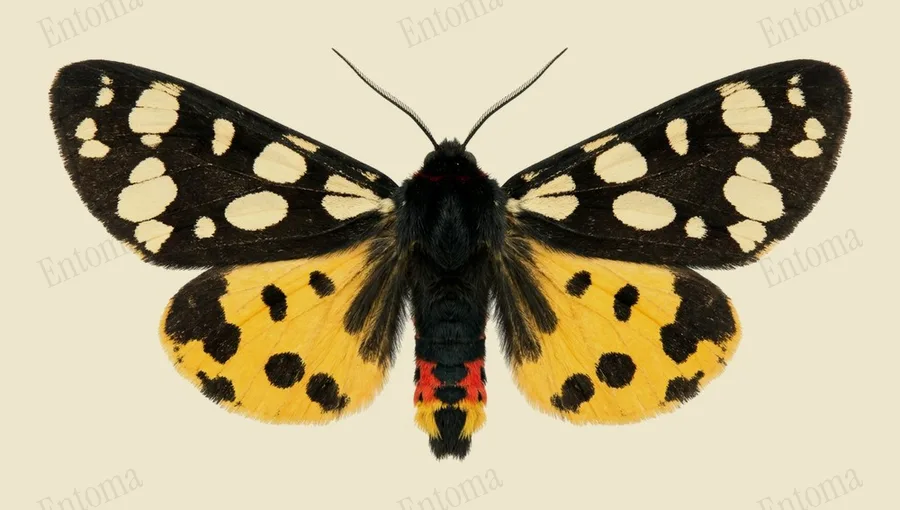 Cream-spot tiger, Arctia villica, plate