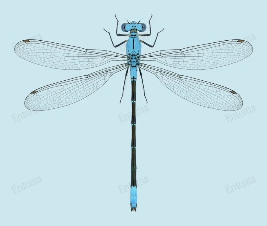 Blue-fronted dancer, Argia apicalis, plate