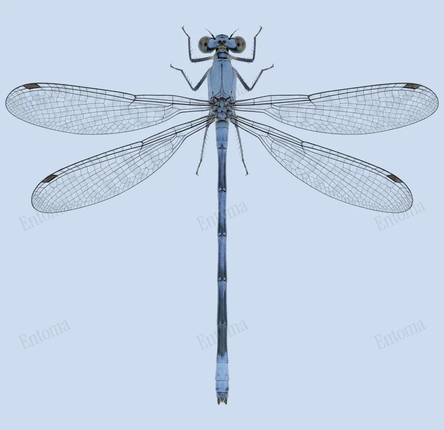 Powdered dancer, Argia moesta, plate