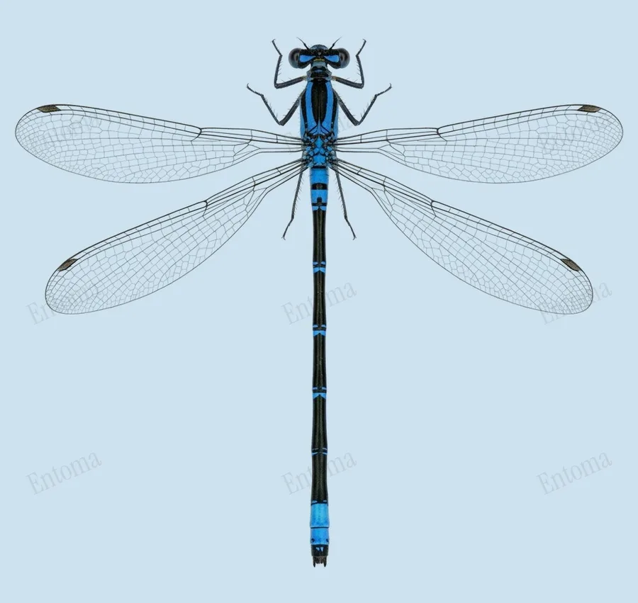 Argia sedula, Argia sedula, planche