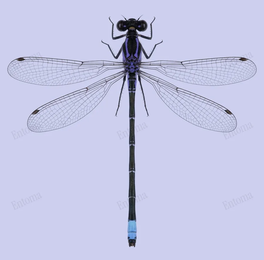 Argia tibialis, Argia tibialis, levha