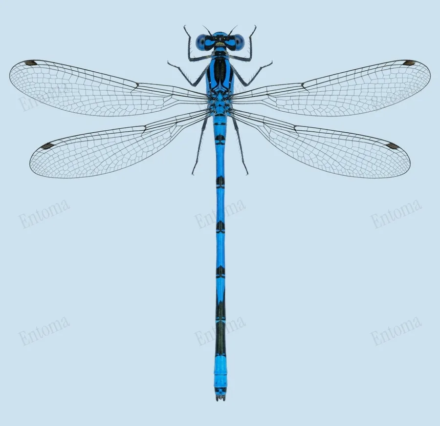 Argia vivida, Argia vivida, lámina