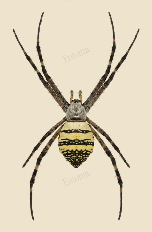 Argiope aemula, Argiope aemula, plaat