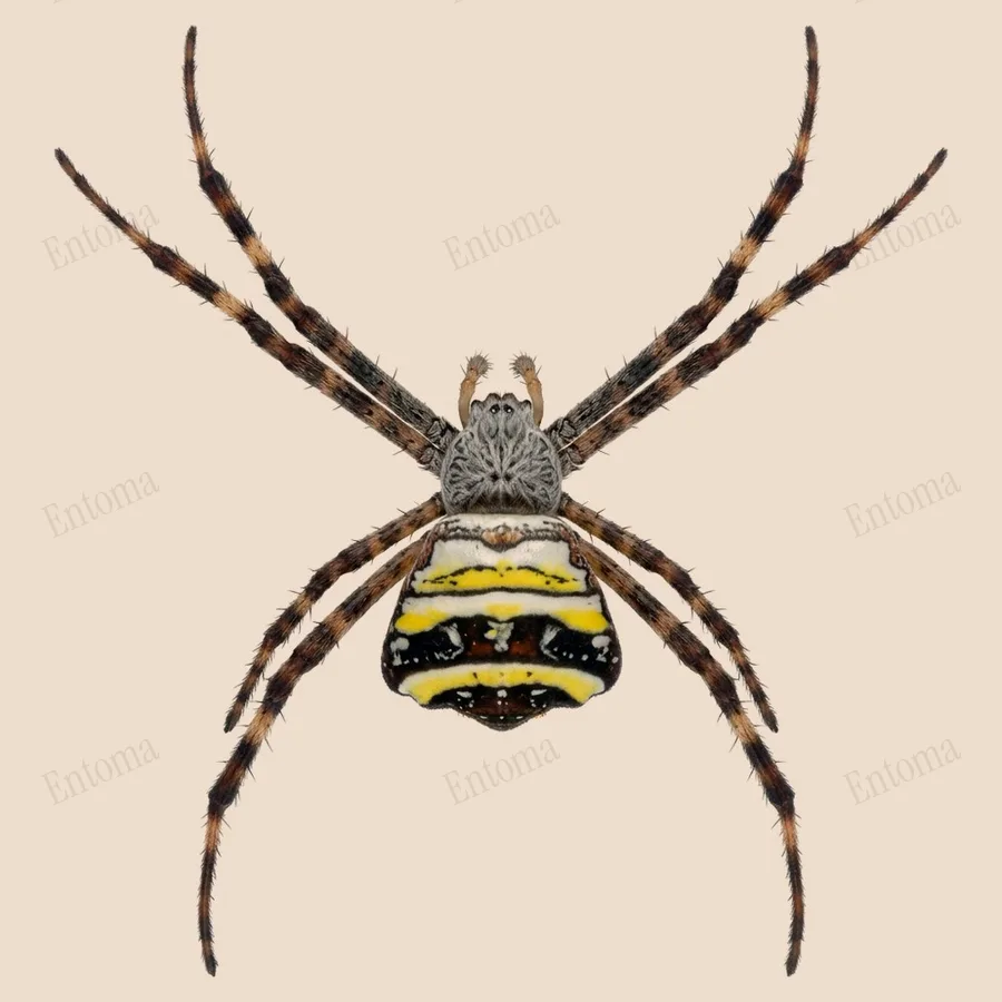 Argiope aetheroides（Argiope aetheroides）の図版