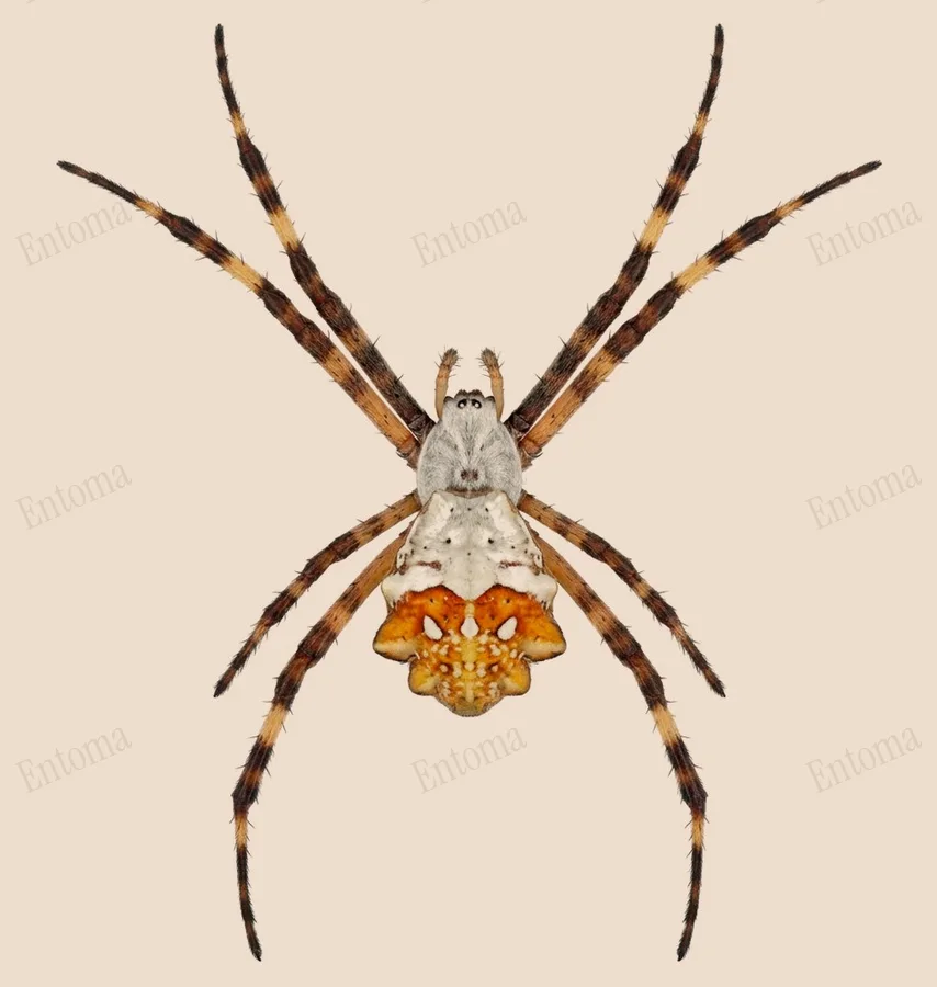 Argiope argentée, Argiope argentata, planche
