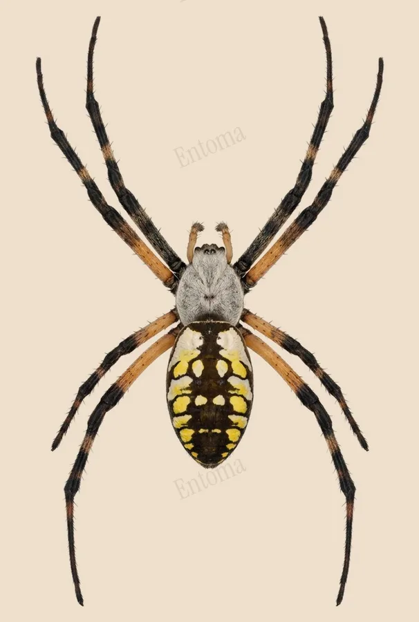 Argiope aurantia, Argiope aurantia, tavola