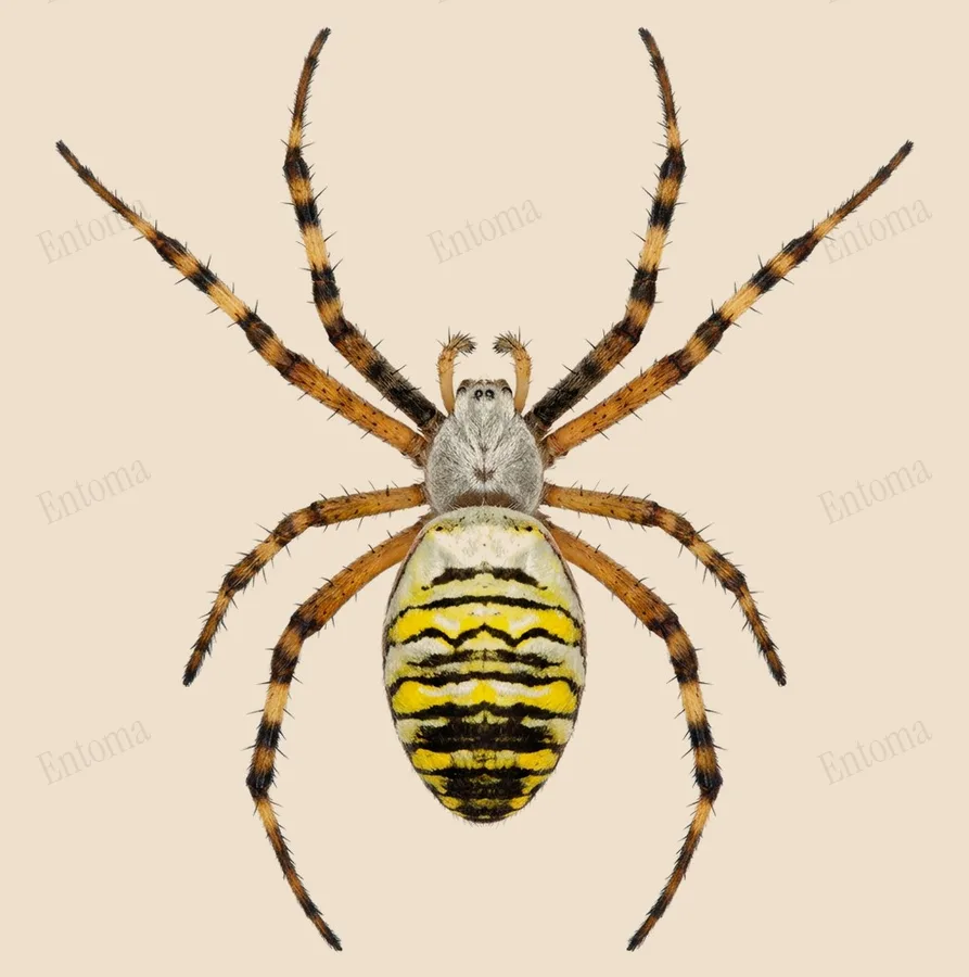 Wespspin, Argiope bruennichi, plaat